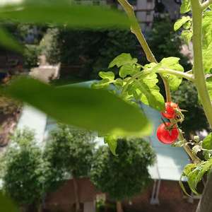 我新添加了一棵“番茄”到我的“花園”。