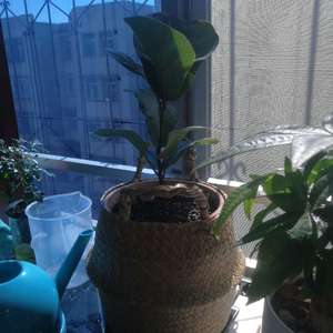 我新添加了一棵“小琴叶榕”到我的“花园”