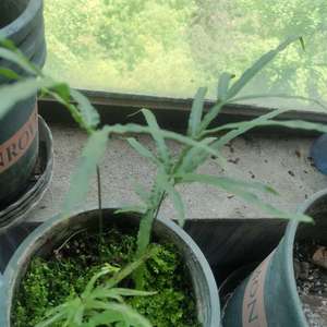 我新添加了一棵“凤尾蕨”到我的“花园”