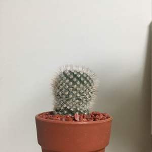 제가 새로운 식물 “Silver Ball Cactus”한 그루를 나의 “화원”에 옴겼어요. 
