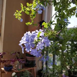 我新添加了一棵“蓝雪花”到我的“花园”