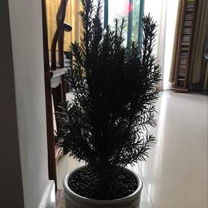 我新添加了一棵“红豆杉（曼地亚）”到我的“花园”