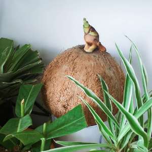 我新添加了一棵“椰子”到我的“花园”