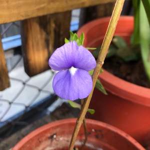 我新添加了一棵“藍鯨花/藍金花（剛插枝就開花）”到我的“花園”。
