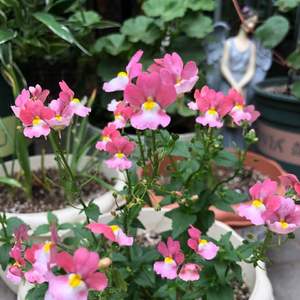 我新添加了一棵“龙面花-粉色”到我的“花园”