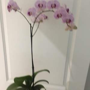 兰花·蝴蝶兰 Butterfly orchid