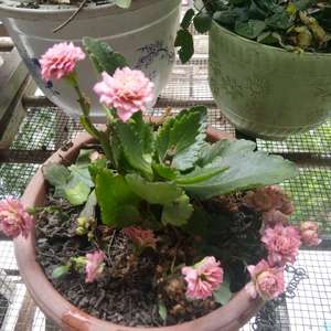 我新添加了一棵“长寿花(粉色)”到我的“花园”