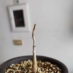 我新添加了一棵“艾朗乳香 Boswellia elongata”到我的“花園”。
