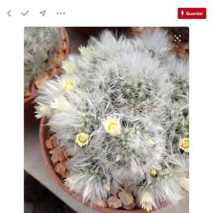 I Nuevo agregado un Mammillaria albicona / cactus dientes de león en mi jardín