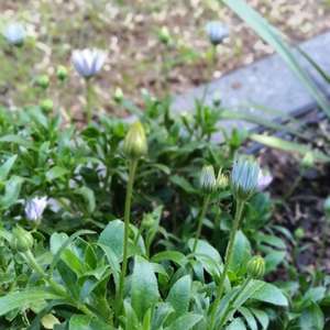 蓝眼菊 Osteospermum
