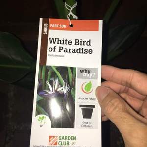 天堂鸟·白花 Giant White Bird of Paradise