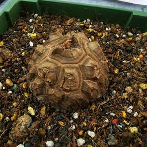 南非龟甲龙31
