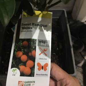 橘类·金桔 Sweet Kumquat Meiwa