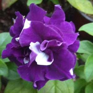 我新添加了一棵“矮牵牛-重瓣二重唱紫”到我的“花园”
