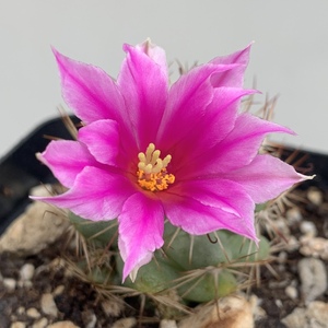It has a beautiful bloom for such a small cactus.