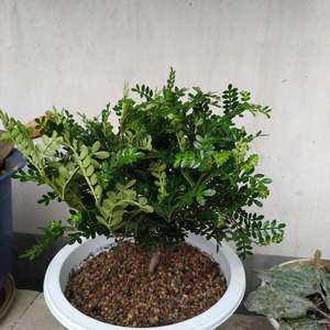 我新添加了一棵“胡椒木”到我的“花园”