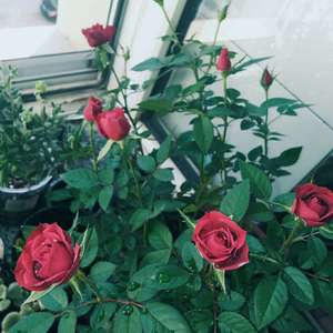 我新添加了一棵“玫瑰”到我的“花园”