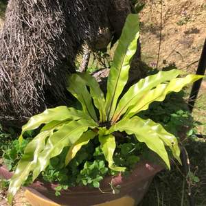 我新添加了一棵“台灣原生蕨-鳥巢蕨（山蘇）”到我的“花園”。