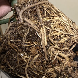 Root bound Monstera. Repotting but concerned I may have damaged some of the roots while untangling.