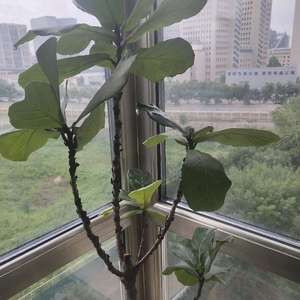 我新添加了一棵“琴叶榕”到我的“花园”
