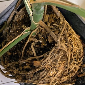 Root bound Monstera. Repotting but concerned I may have damaged some of the roots while untangling.