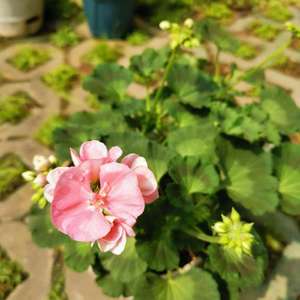 天竺葵-粉色直立