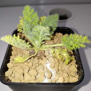 Pelargonium appendiculatum 羽叶洋葵
