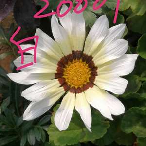 我新添加了一棵“2020勋章菊20001白色”到我的“花园”