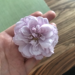 摘了一朵花。