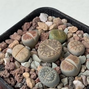 Lithops Pseudotruncatella (Truncate Living Stone)