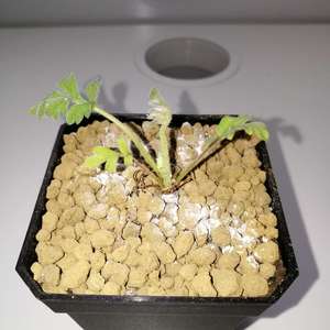 我新添加了一棵“Pelargonium Incrassatum 红花洋葵1”到我的“花园”