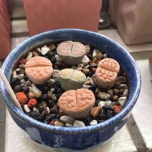 我新添加了一棵“石頭玉”到我的“花園”。