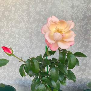 我新添加了一棵“红粉玫瑰”到我的“花园”