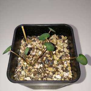 Euphorbia labatii 红叶拉巴提