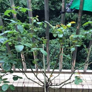 我新添加了一棵“树月莫泊桑”到我的“花园”