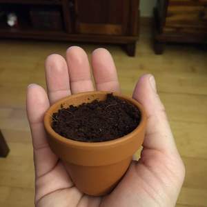 Hoy planto las semillas de brachicome que me han regalado 💚