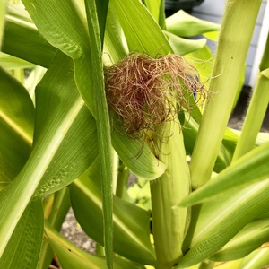 First corn is growing!