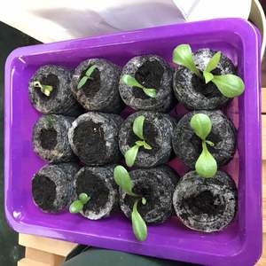 第一竖排二三个没发芽，重新种了黄瓜籽，第二竖排第二个重新种了番茄种子，最后一个重新种了小丽花