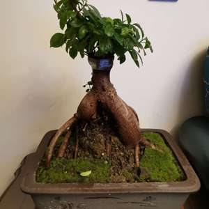 我新添加了一棵“榕树盆栽”到我的“花园”