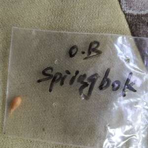 我新添加了一棵“酢浆草OB.spiingbok”到我的“花园”