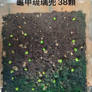 我新添加了一棵“108/07/26  龜甲琉璃兜種子”到我的“花園”。