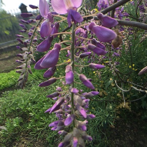 我新添加了一棵“紫藤”到我的“花园”