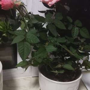 我新添加了一棵“粉色玫瑰”到我的“花园”
