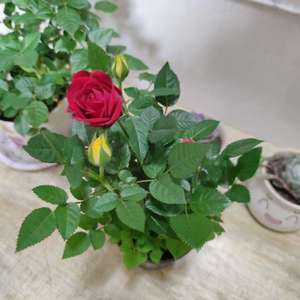 我新添加了一棵“三色玫瑰”到我的“花园”