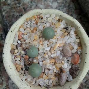 我新添加了一棵“鸽子蛋”到我的“花园”