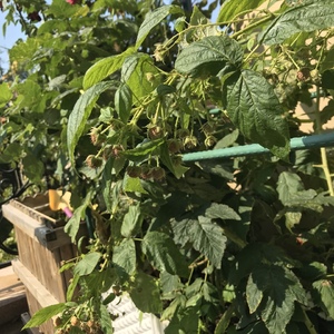 越是到秋天了，树莓结得越好……可能是夏天露台太热吧，来年给遮荫看看夏果怎么样🤣