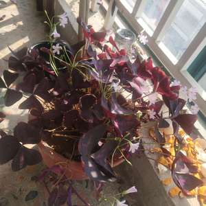 我新添加了一棵“三角紫叶酢浆草”到我的“花园”