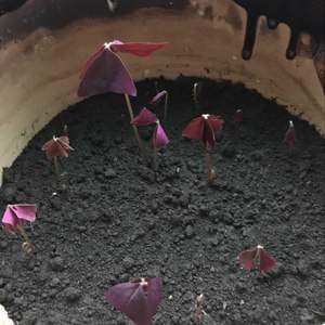 我新添加了一棵“紫叶酢浆草”到我的“花园”