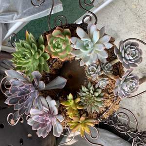 我新添加了一棵“鋁線花圈（記憶漩渦、相府蓮、粉紅香檳、大雪蓮、玉蝶、銀星、銘月、黛比）”到我的“花園”。