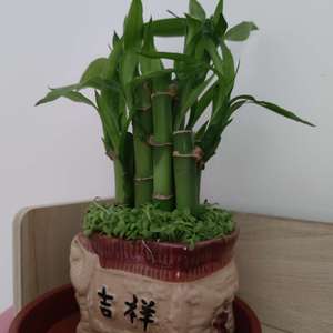 我新添加了一棵“富贵竹”到我的“花园”